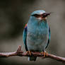 Eurasian Roller (Coracias garrulus)