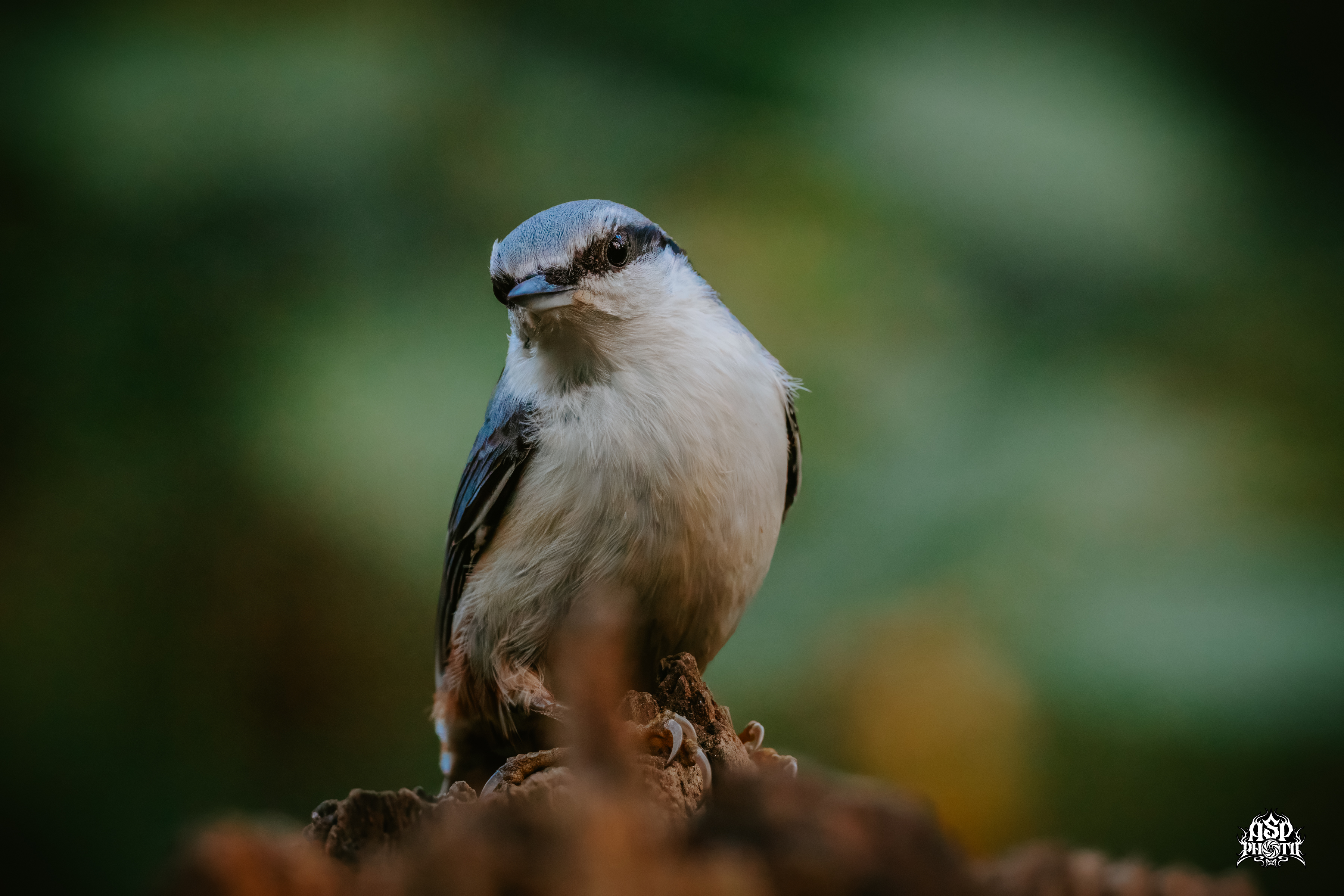 Eurasian nuthatch (Sitta europaea)
