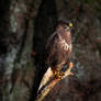 Common Buzzard (Buteo buteo)