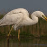 Great egret (Ardea alba)