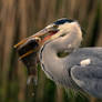 Grey Heron (Ardea cinerea)