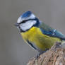 Eurasian blue tit (Cyanistes caeruleus)