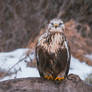 Rough-legged buzzard (Buteo lagopus)