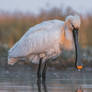 Eurasian Spoonbill (Platalea leucorodia)