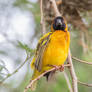Village Weaver (Ploceus cucullatus)