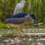 Black-crowned Night Heron (Nycticorax nycticorax)