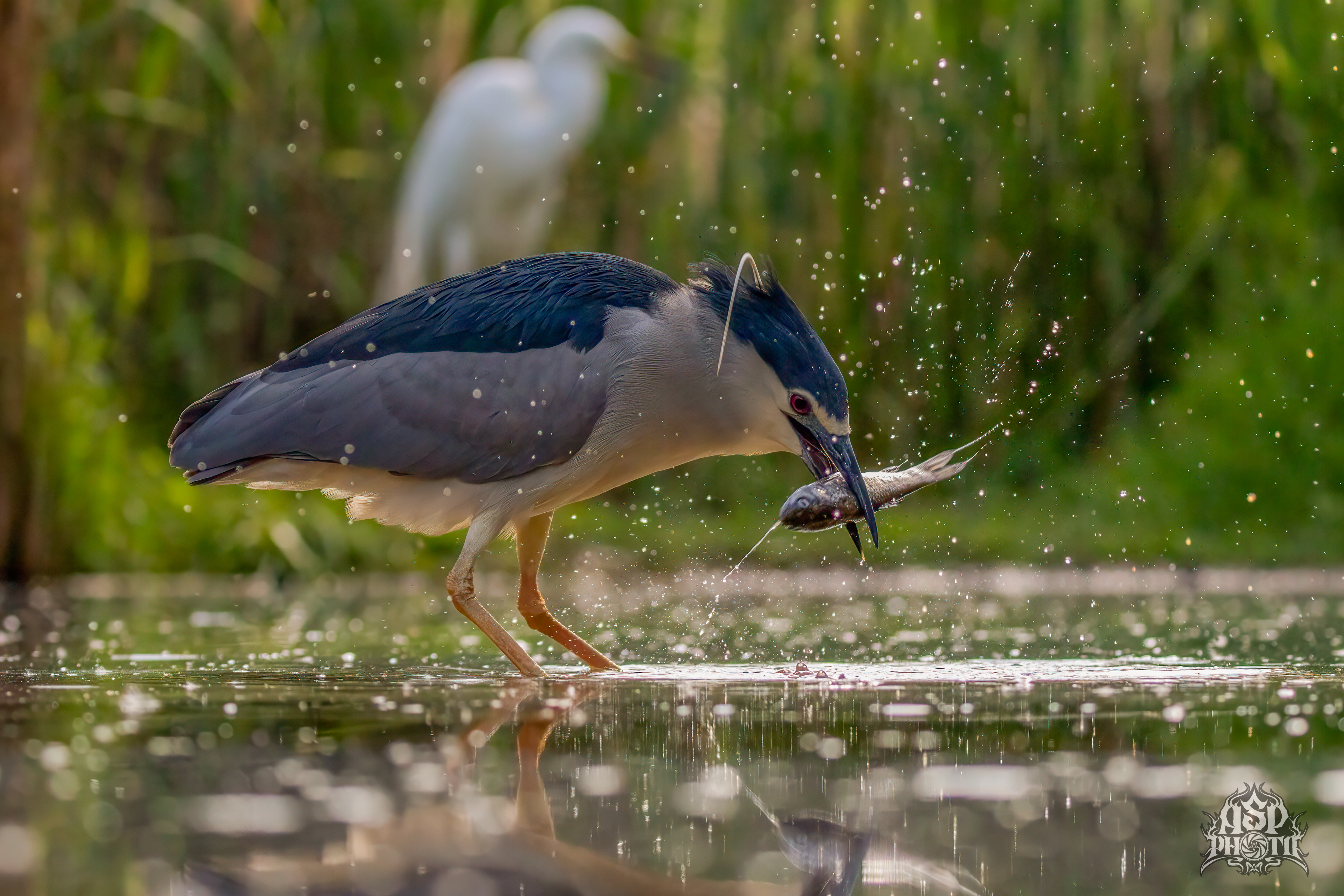 Black-crowned Night Heron (Nycticorax nycticorax)