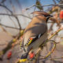 Bohemian Waxwing (Bombycilla garrulus)