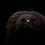 Common Buzzard (Buteo buteo)