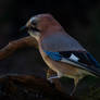Eurasian jay (Garrulus glandarius)