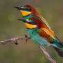 European bee-eater (Merops apiaster)