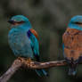 European roller (Coracias garrulus)