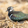 Northern lapwing (Vanellus vanellus)