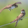 Sand martin (Riparia riparia)