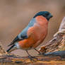 Eurasian bullfinch (Pyrrhula pyrrhula)