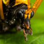 Crane fly