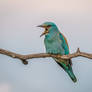 European roller (Coracias garrulus)