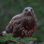 Common Buzzard (Buteo buteo)