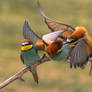 European bee-eater (Merops apiaster)