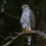 Eurasian goshawk (Astur gentilis)