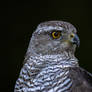 Eurasian goshawk (Astur gentilis)