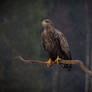 White-Tailed Eagle (Haliaeetus albicilla)