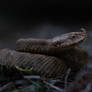 Horned viper (Vipera ammodytes)