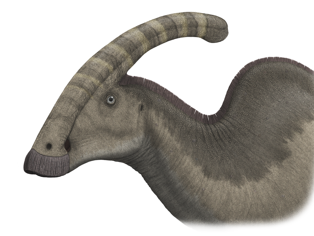 Parasaurolophus Bust: Version 2