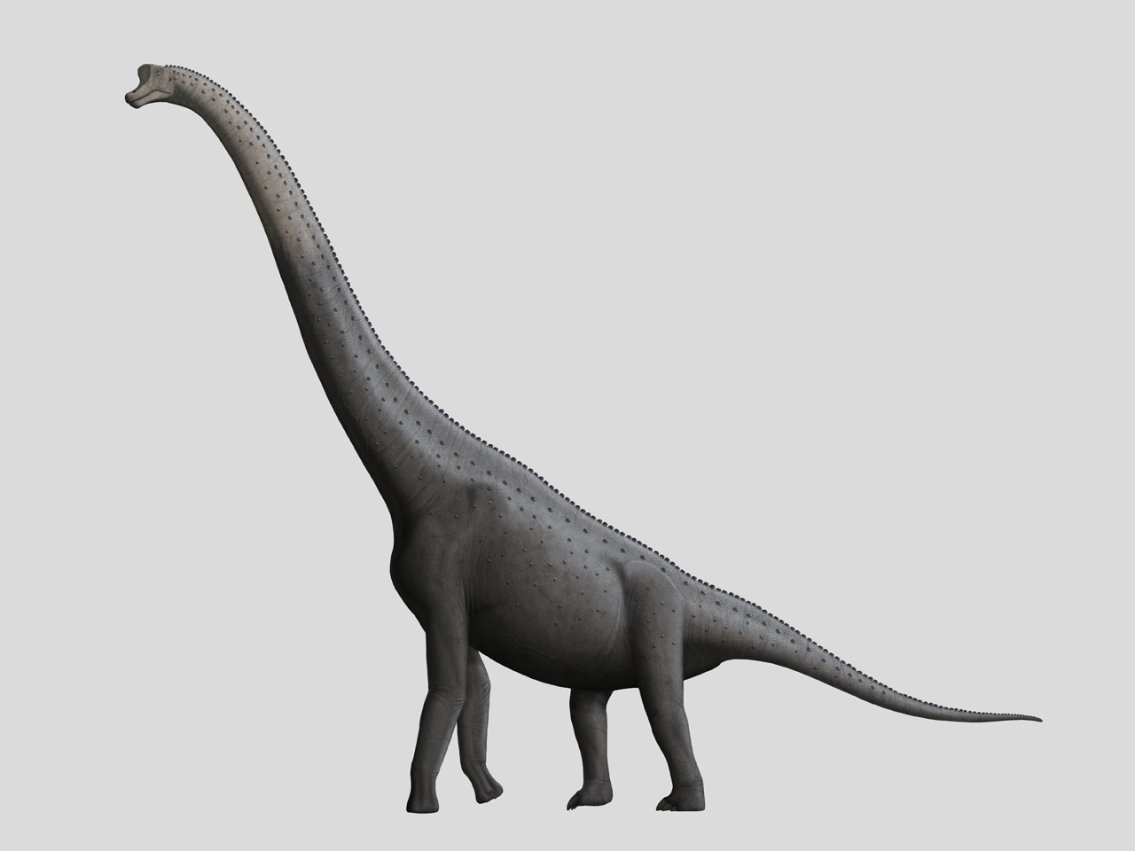 Giraffatitan by Steveoc86