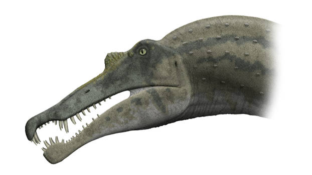 Spinosaurus Skull: Version 2