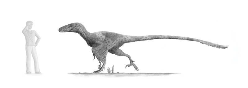 Utahraptor: Version 2