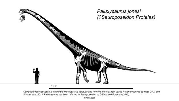 Paluxysaurus (Sauroposeidon?)