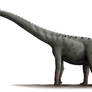 Rinconsaurus Profile: Version 2