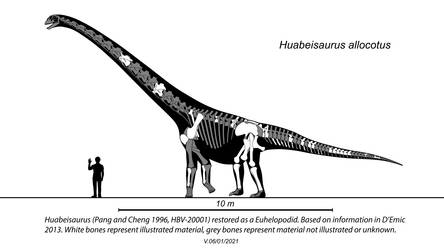 Huabeisaurus Skeletal