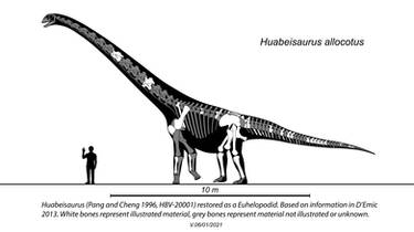 Huabeisaurus Skeletal