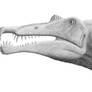 Spinosaurus Skull: 2007 Version