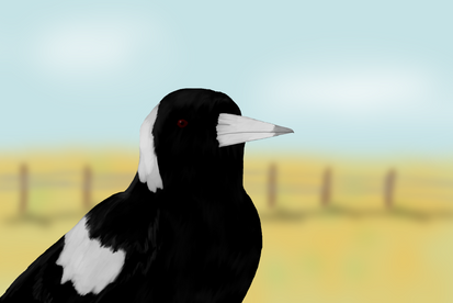 Magpie