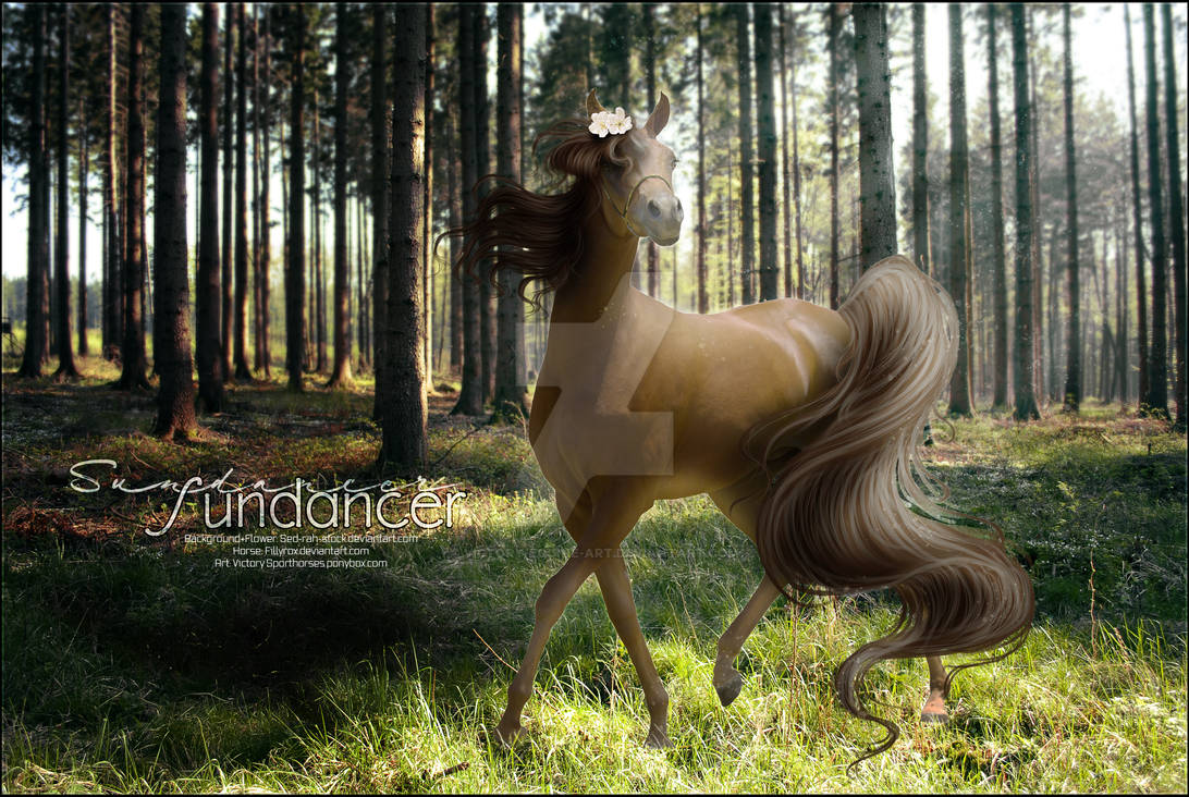 SUNDANCER. by victory-equine-art on DeviantArt