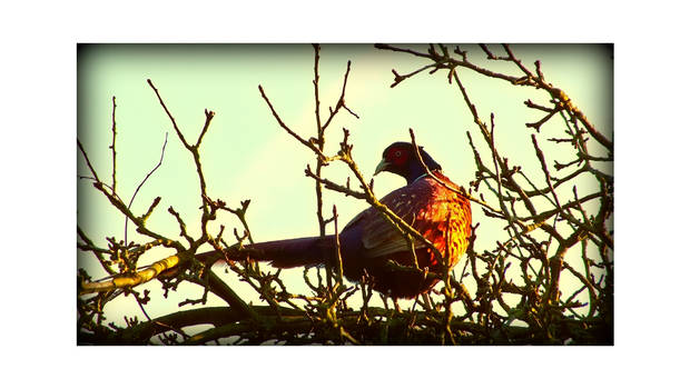 Pheasant