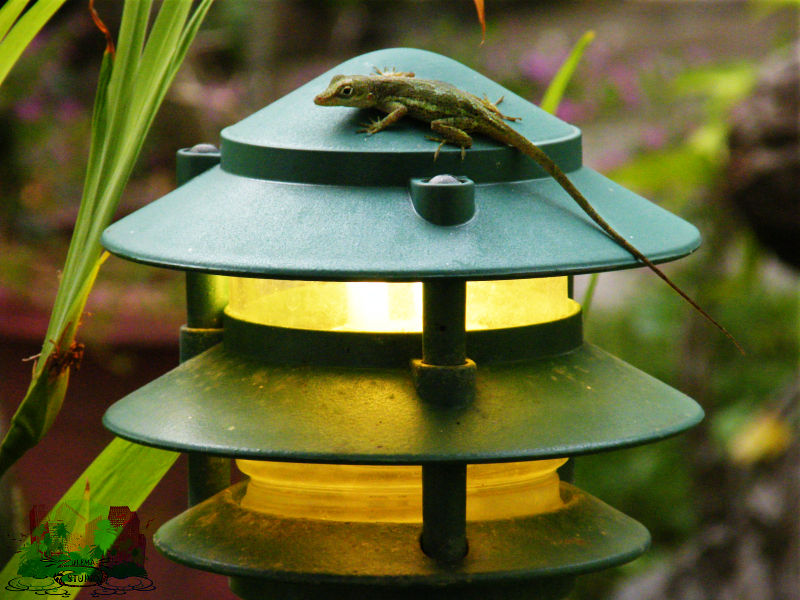Lantern Lizard by Zulema on DeviantArt