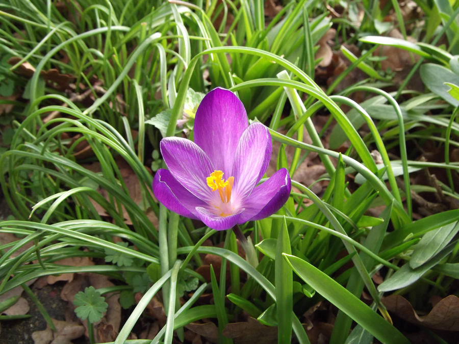 crocus