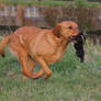 hunting dog getting trained