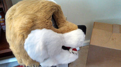 Starting to look like a Shiba Inu - Side Profile