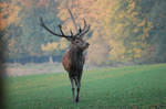 Stag 08 by Seiden-Stocks