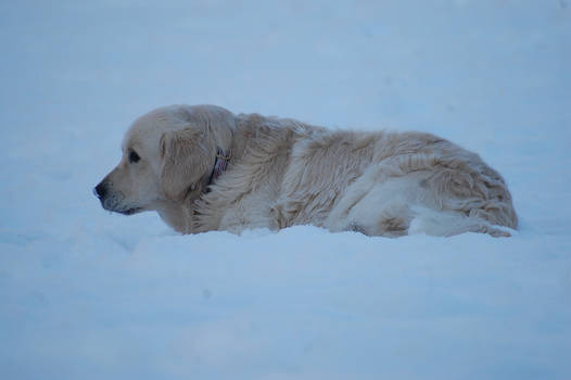 Sleeping dog