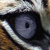 Eye of the Tiger--Icon