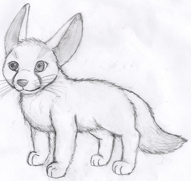 Fennec Fox Sketch