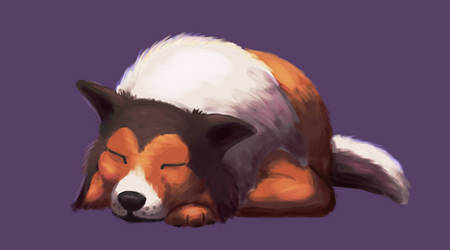 Sleepy Sheltie