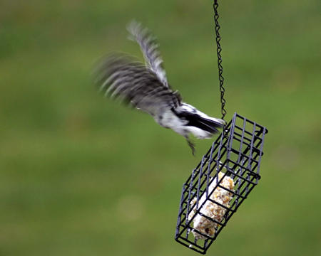 Woodpecker fleeing