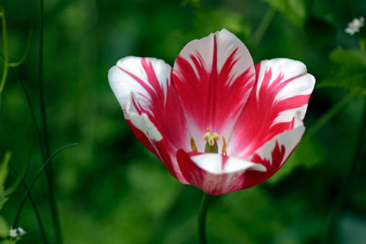 tulip